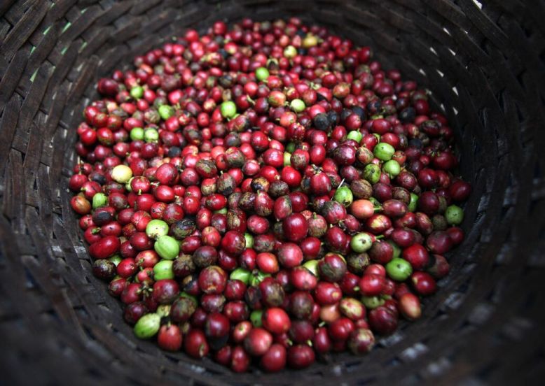 robusta Bach-ery